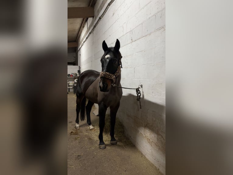 KWPN Ruin 11 Jaar 164 cm Zwartbruin in Göttingen