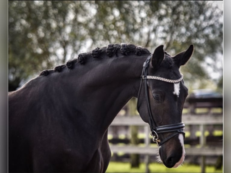 KWPN Ruin 11 Jaar 165 cm Zwartbruin in Akersloot