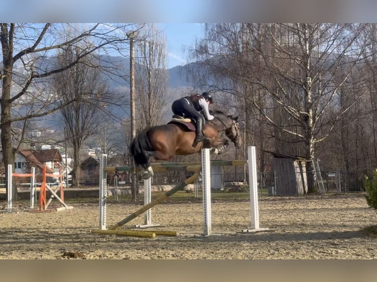 KWPN Ruin 11 Jaar 166 cm Bruin in Schlins