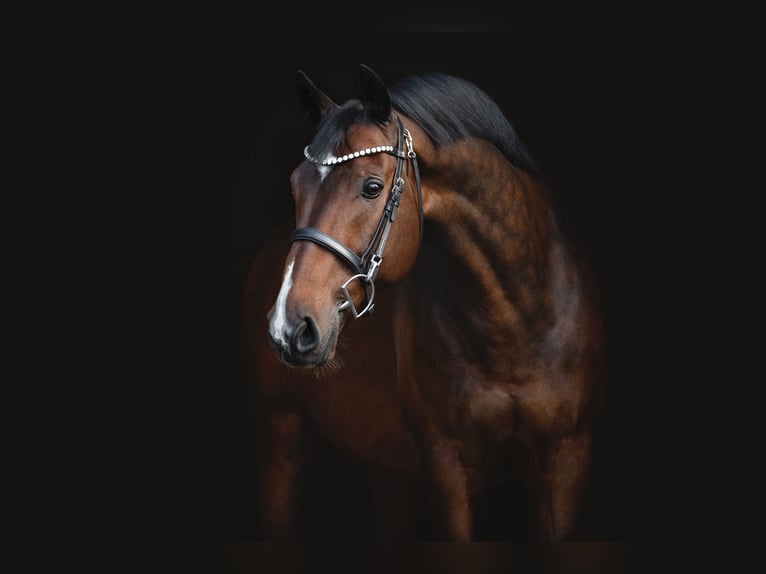 KWPN Ruin 11 Jaar 166 cm Bruin in Schlins