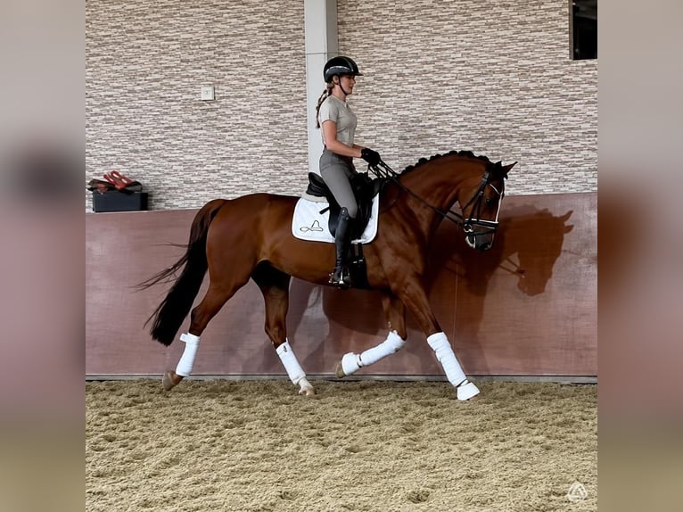 KWPN Ruin 11 Jaar 166 cm Vos in Pilsen