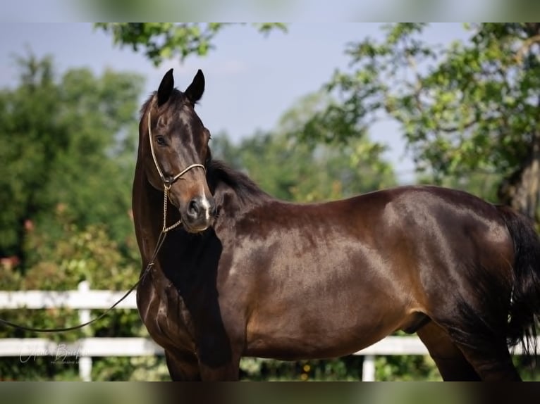 KWPN Ruin 11 Jaar 167 cm Donkerbruin in La Tour du Pin