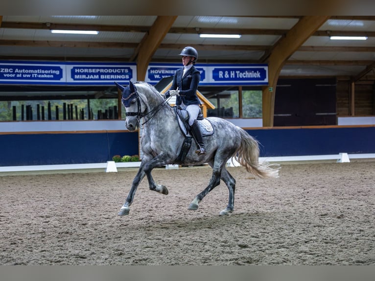 KWPN Mix Ruin 11 Jaar 167 cm Schimmel in Dordrecht