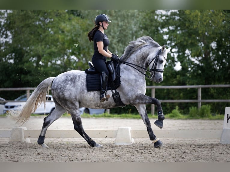 KWPN Mix Ruin 11 Jaar 167 cm Schimmel in Dordrecht