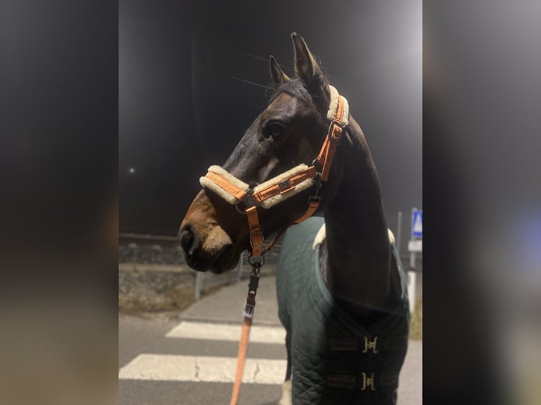 KWPN Ruin 11 Jaar 168 cm Bruin in Ternberg