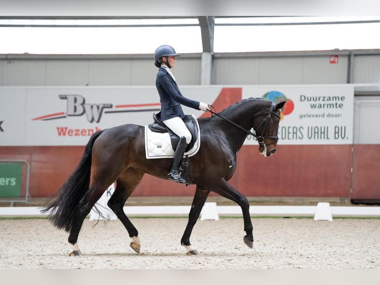 KWPN Ruin 11 Jaar 168 cm Donkerbruin in Raalte