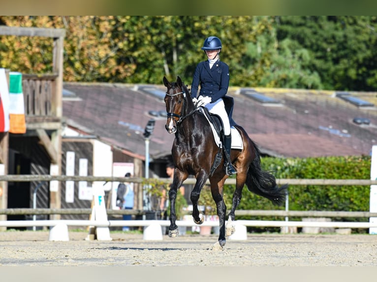 KWPN Ruin 11 Jaar 168 cm Donkerbruin in Raalte