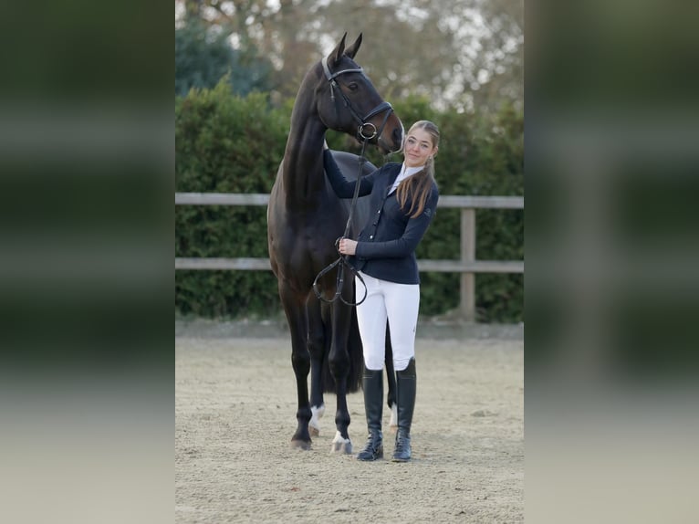 KWPN Ruin 11 Jaar 168 cm Donkerbruin in Raalte