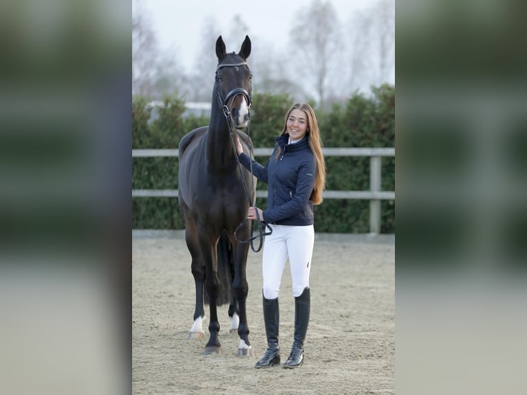KWPN Ruin 11 Jaar 168 cm Donkerbruin in Raalte