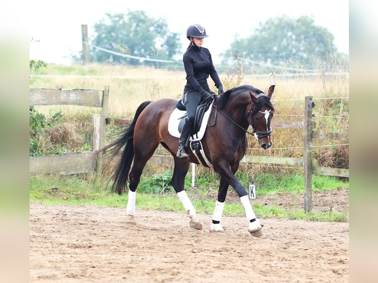 KWPN Ruin 11 Jaar 168 cm Donkerbruin in uelsen