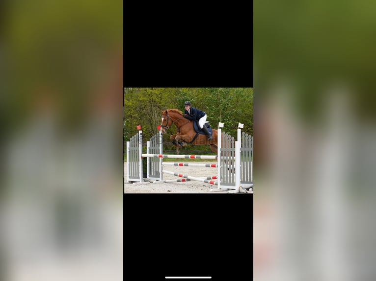 KWPN Ruin 11 Jaar 168 cm Vos in Bornem