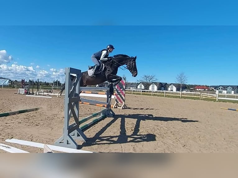 KWPN Ruin 11 Jaar 168 cm Zwartbruin in Konikowo