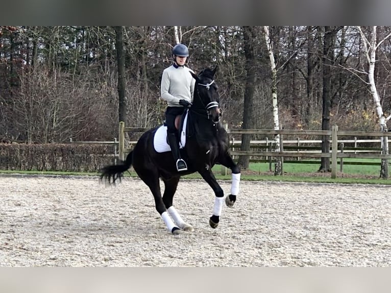 KWPN Ruin 11 Jaar 169 cm Donkerbruin in Bree