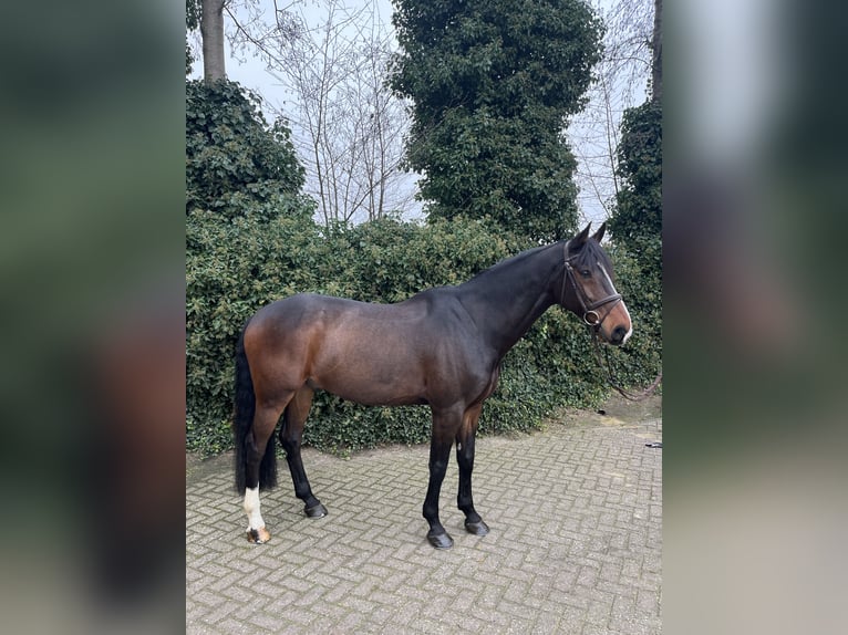 KWPN Ruin 11 Jaar 169 cm Donkerbruin in RenswoudeRenswoude