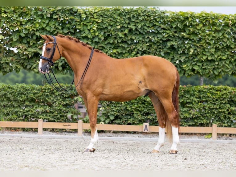KWPN Ruin 11 Jaar 169 cm Vos in Goch