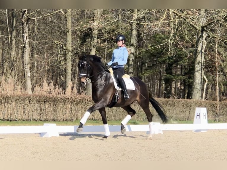 KWPN Ruin 11 Jaar 169 cm Zwartbruin in Bree