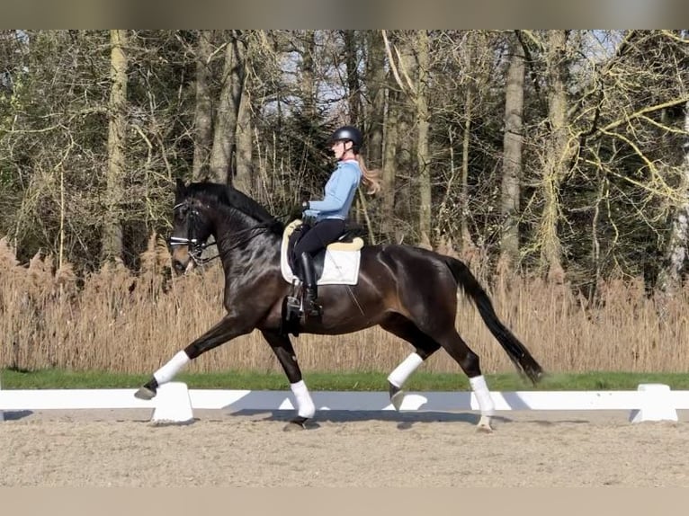 KWPN Ruin 11 Jaar 169 cm Zwartbruin in Bree