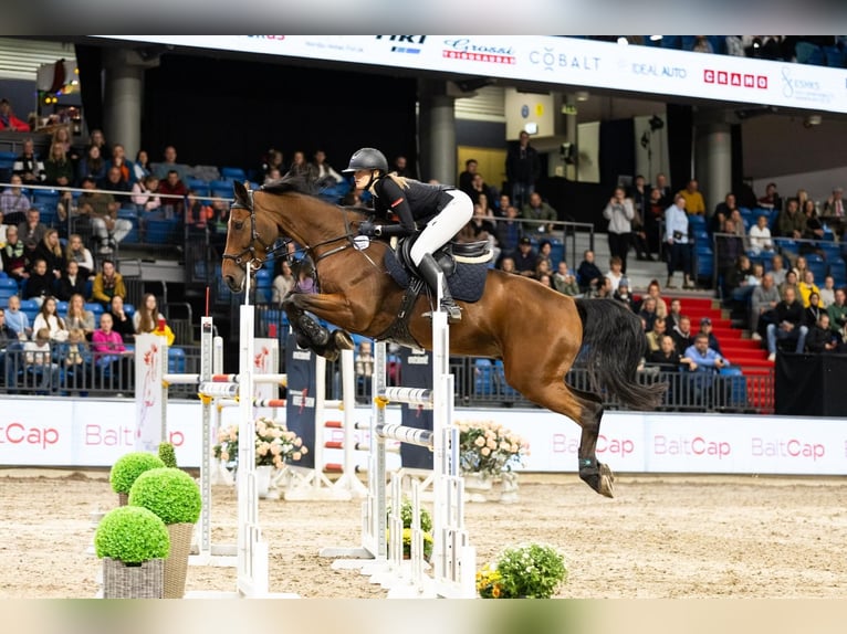 KWPN Ruin 11 Jaar 170 cm Roodbruin in tallinn