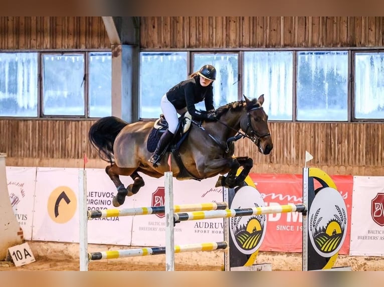 KWPN Ruin 11 Jaar 170 cm Roodbruin in tallinn
