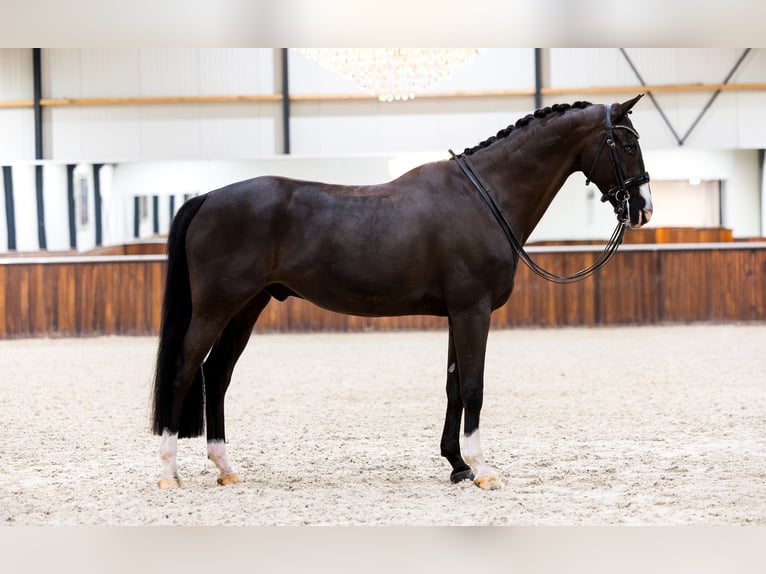 KWPN Ruin 11 Jaar 170 cm Zwart in Kwadijk