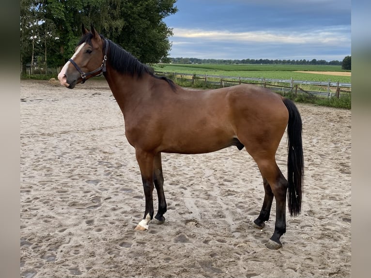 KWPN Ruin 11 Jaar 172 cm Bruin in Veldwezelt