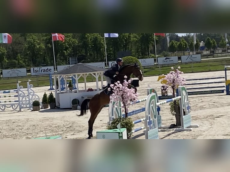 KWPN Ruin 11 Jaar 172 cm Bruin in Veldwezelt