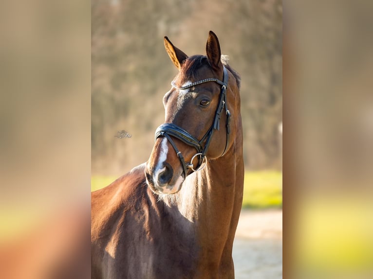 KWPN Ruin 11 Jaar 173 cm Donkerbruin in Den Dungen
