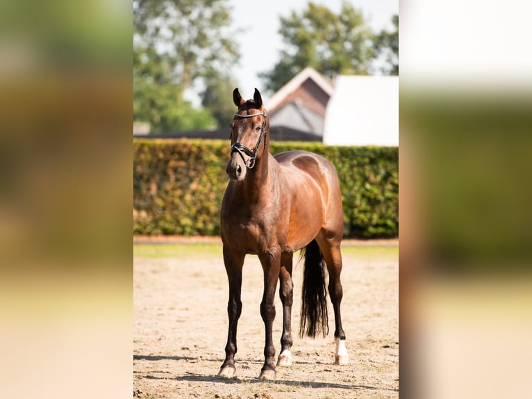 KWPN Ruin 11 Jaar 175 cm Donkerbruin in Bodegraven Bodegraven