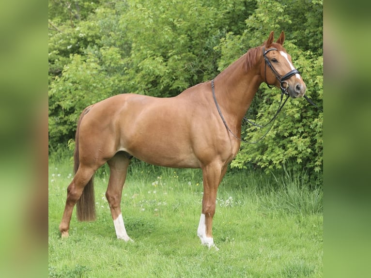 KWPN Ruin 11 Jaar 175 cm Vos in Anna Paulowna