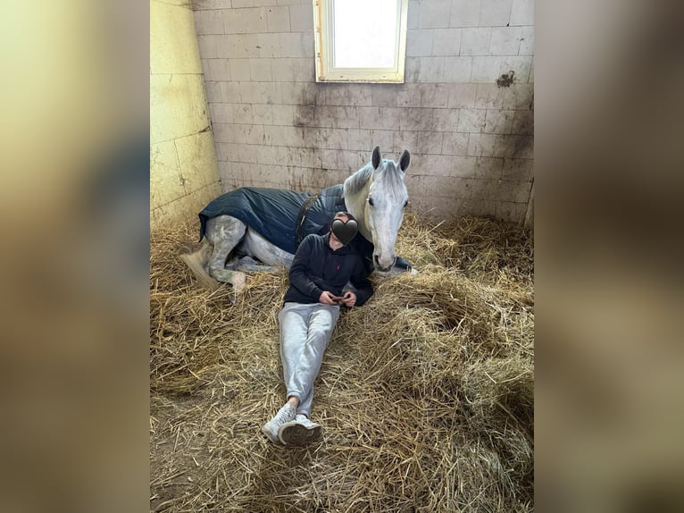 KWPN Ruin 11 Jaar 176 cm Appelschimmel in Grabów nad Pilicą