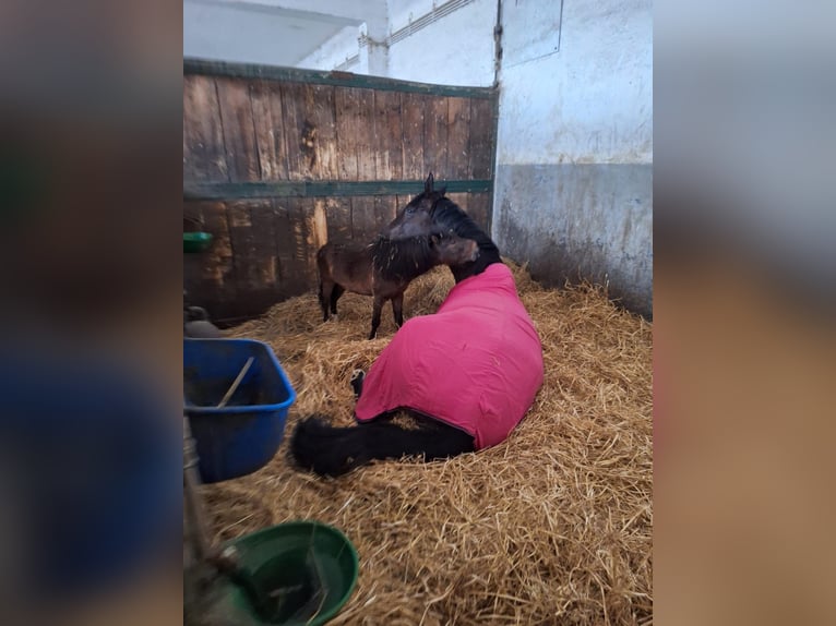 KWPN Ruin 11 Jaar 177 cm Zwartbruin in Pischelsdorf