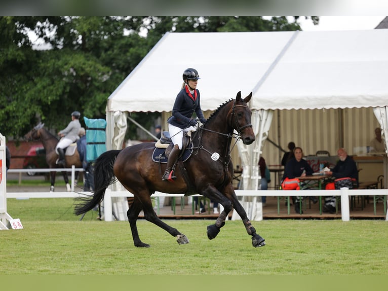 KWPN Ruin 11 Jaar 180 cm Zwartbruin in Tönning