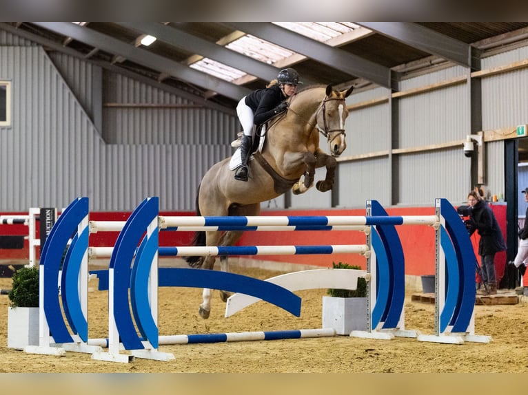 KWPN Ruin 12 Jaar 163 cm Bruin in Waddinxveen