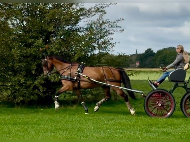 KWPN Ruin 12 Jaar 165 cm Bruin in Langerwehe