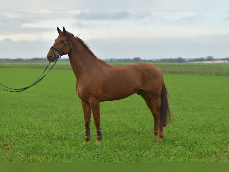 KWPN Ruin 12 Jaar 165 cm Vos in Geilenkirchen
