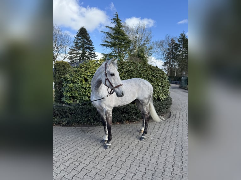 KWPN Ruin 12 Jaar 166 cm Appelschimmel in Haren