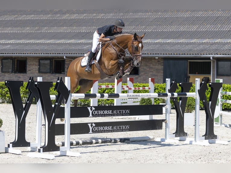 KWPN Ruin 12 Jaar 166 cm Bruin in Waddinxveen