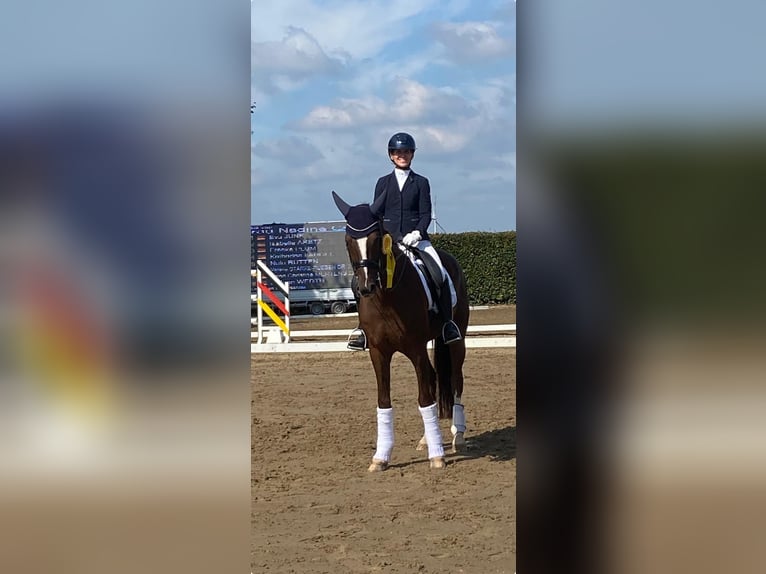 KWPN Ruin 12 Jaar 167 cm Donkere-vos in Eschweiler
