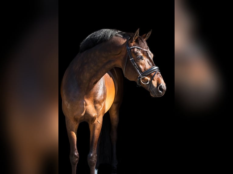 KWPN Ruin 12 Jaar 168 cm Bruin in Xanten