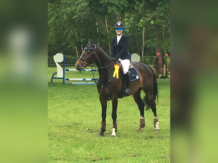 KWPN Ruin 12 Jaar 168 cm Bruin in Neritz
