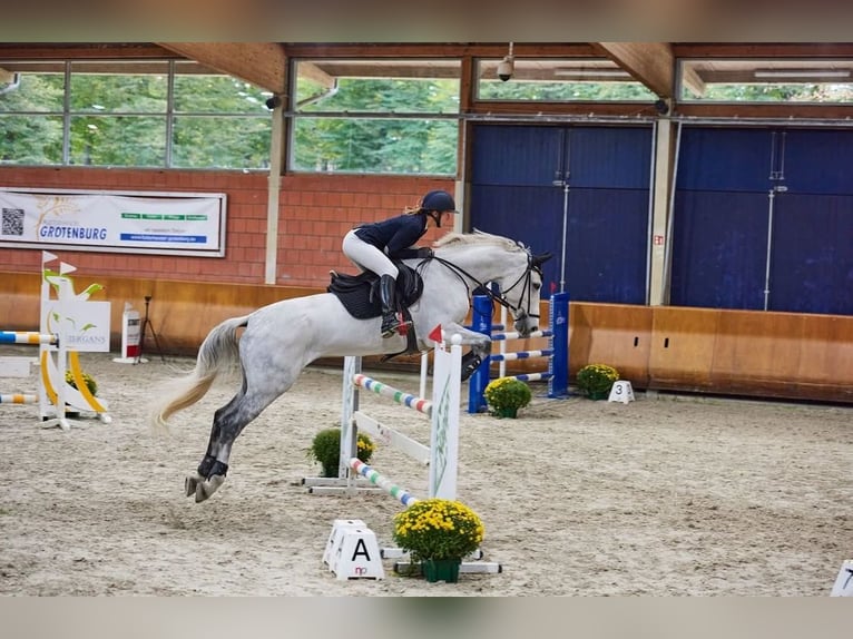 KWPN Ruin 12 Jaar 170 cm Schimmel in Schwalmtal