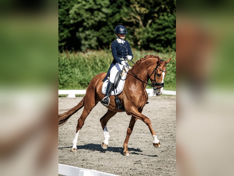 KWPN Ruin 12 Jaar 170 cm Vos in Pelmberg