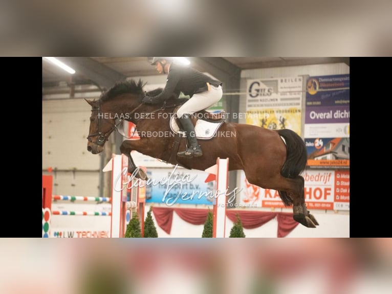 KWPN Ruin 12 Jaar 173 cm Bruin in Vries