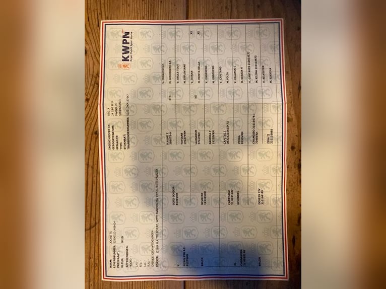 KWPN Ruin 12 Jaar 173 cm Bruin in Vries