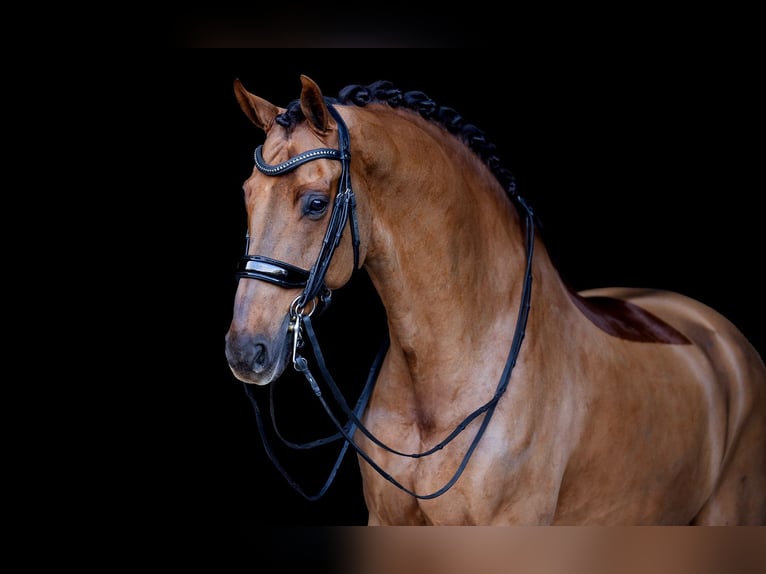 KWPN Ruin 12 Jaar 173 cm Donkere-vos in Kwadijk