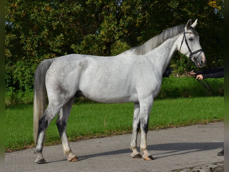 KWPN Ruin 12 Jaar 175 cm Appelschimmel in Greven