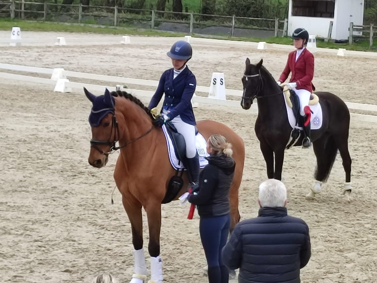 KWPN Ruin 12 Jaar 175 cm Bruin in Grote-Brogel