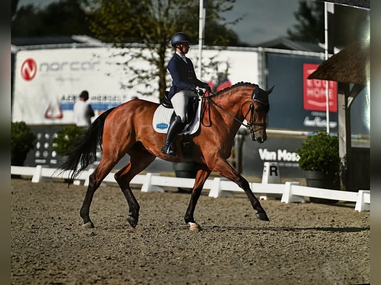KWPN Ruin 12 Jaar 175 cm Bruin in Grote-Brogel