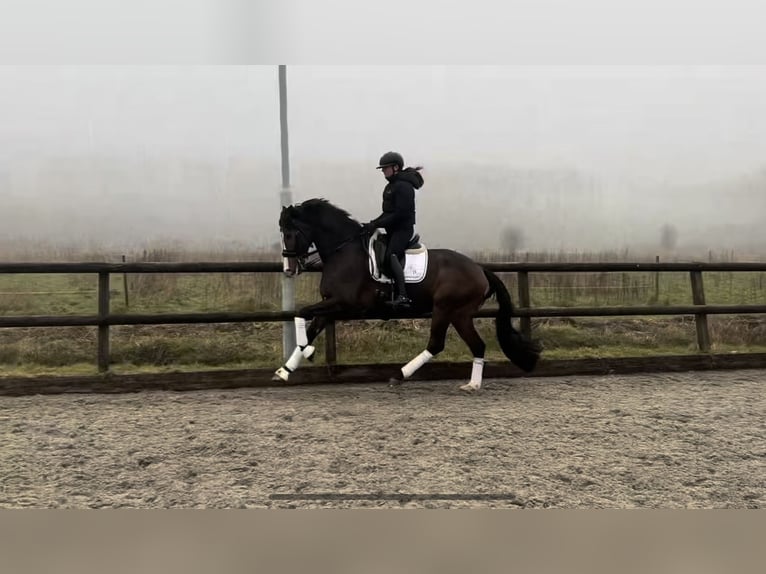 KWPN Ruin 12 Jaar 175 cm Bruin in Purmerend