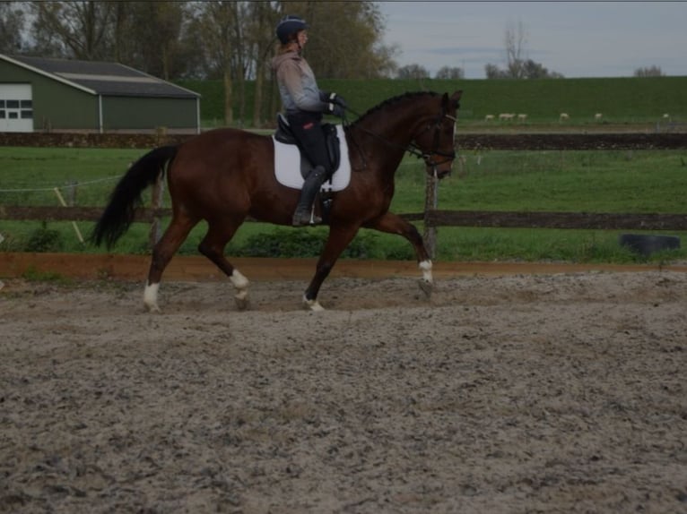 KWPN Ruin 12 Jaar 175 cm Bruin in Brakel